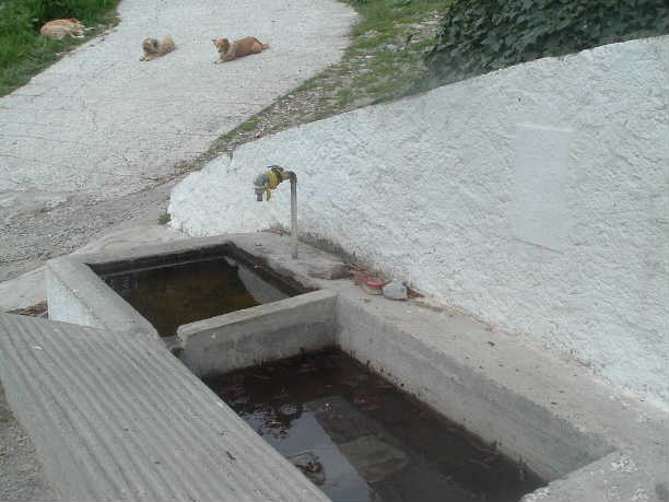 El Lavadero pblico, los perros dormitando