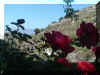 Primeras rosas, ltimas nieves.