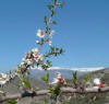 ltimas flores de almendro mirando a Sierra Nevada